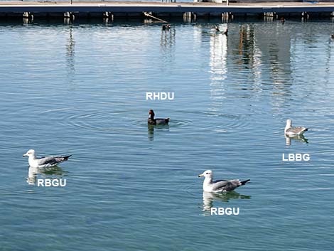 Lesser Black-backed Gulls (Larus fuscus)