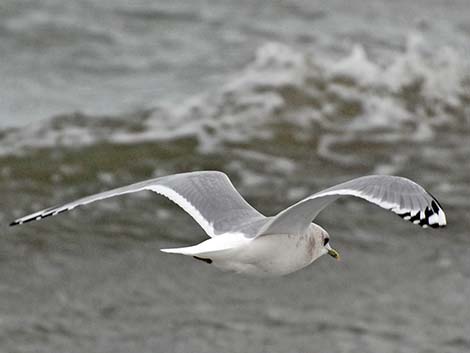 Mew Gull (Larus canus)