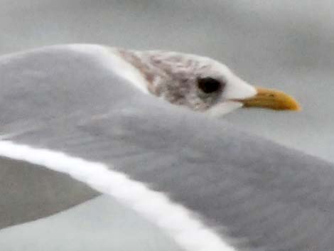 Mew Gull (Larus canus)