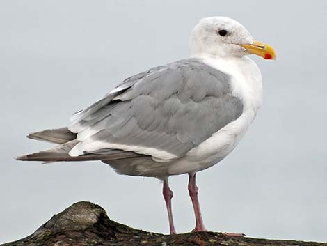 Olympic Gull (Larus glaucescens x occidentalis)