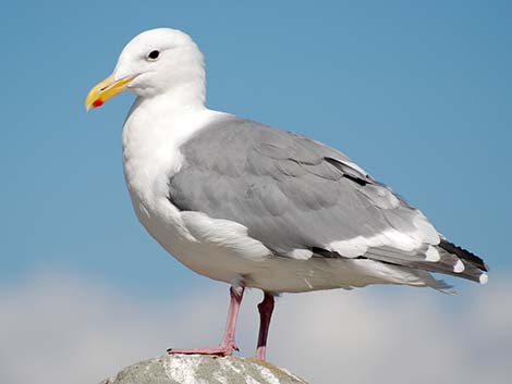 Olympic Gull (Larus glaucescens x occidentalis)