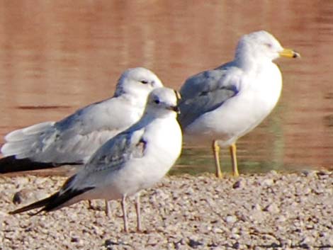 Ring-billed Gull (Larus delawarensis)