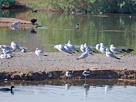 Ring-billed Gull (Larus delawarensis)