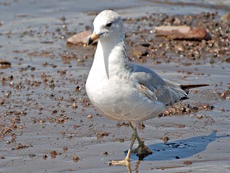 Ring-billed Gull (Larus delawarensis)