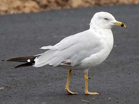 Ring-billed Gull (Larus delawarensis)