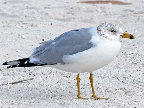 Ring-billed Gull (Larus delawarensis)