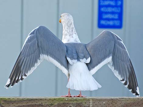 Western Gull (Larus occidentalis)