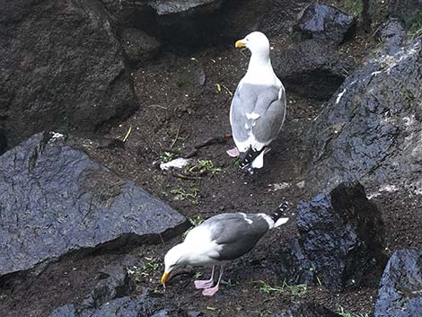 Western Gull (Larus occidentalis)