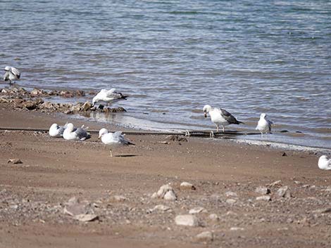 Yellow-footed Gull (Larus livens)