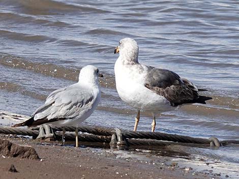 Yellow-footed Gull (Larus livens)