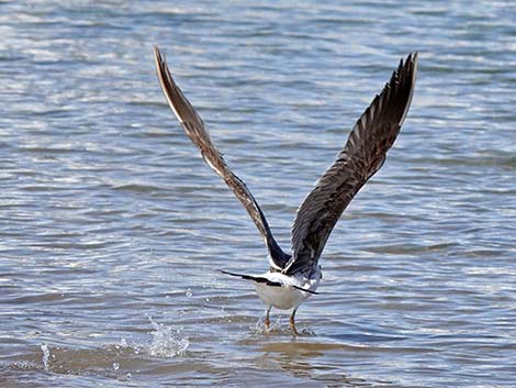 Yellow-footed Gull (Larus livens)