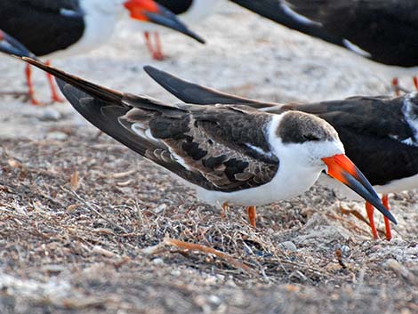 Black Skimmer (Rynchops niger)