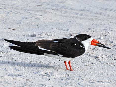 Black Skimmer (Rynchops niger)