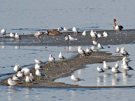 Caspian Tern (Sterna caspia)