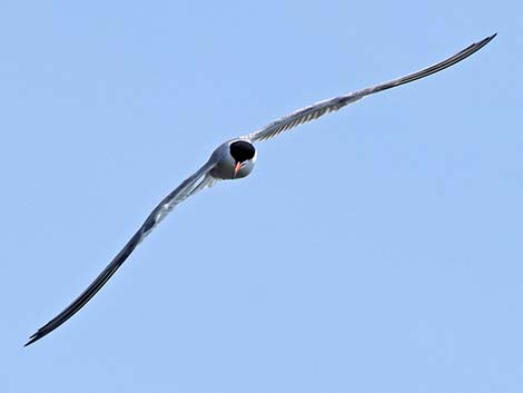 Common Tern (Sterna hirundo)