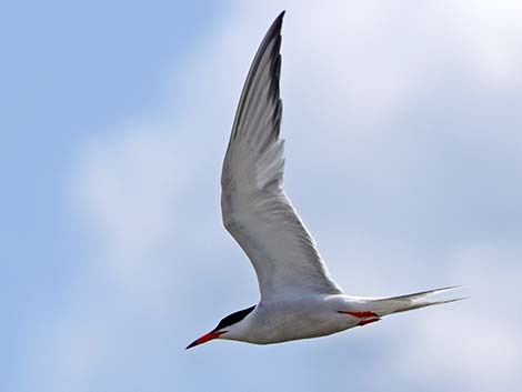 Common Tern (Sterna hirundo)