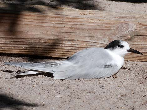 Common Tern (Sterna hirundo)