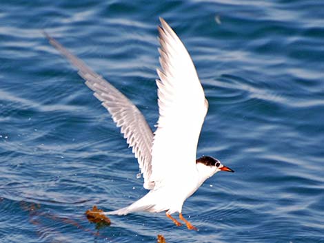 Common Tern (Sterna hirundo)