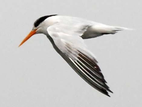 Elegant Tern (Thalasseus elegans)