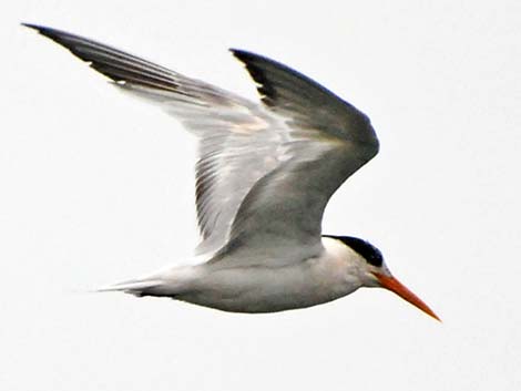 Elegant Tern (Thalasseus elegans)