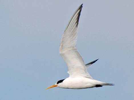 Elegant Tern (Thalasseus elegans)