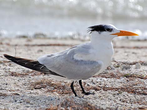 Royal Tern (Thalasseus maximus)