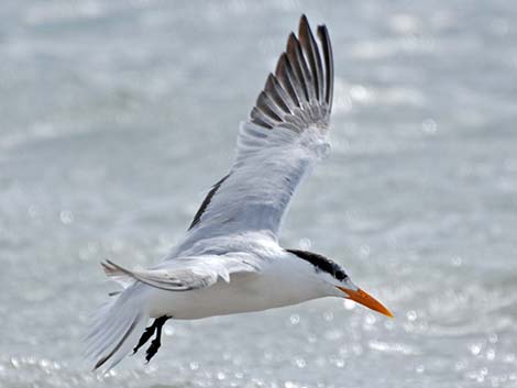 Royal Tern (Thalasseus maximus)