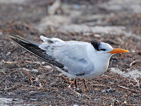 Royal Tern (Thalasseus maximus)