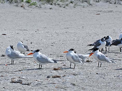 Royal Tern (Thalasseus maximus)