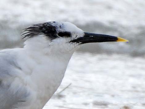 Sandwich Tern (Thalasseus sandvicensis)