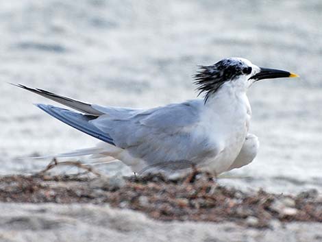 Sandwich Tern (Thalasseus sandvicensis)