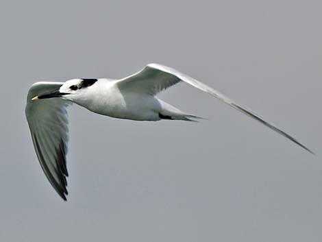 Sandwich Tern (Thalasseus sandvicensis)