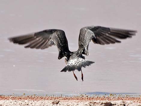 Long-tailed Jaeger (Stercorarius longicaudus)