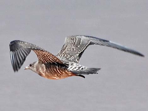 Long-tailed Jaeger (Stercorarius longicaudus)