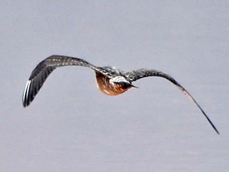 Long-tailed Jaeger (Stercorarius longicaudus)