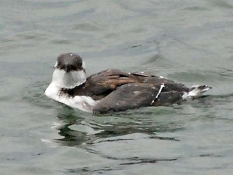 Common Murre (Uria aalge)