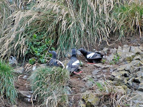 Pigeon Guillemot (Cepphus columba)