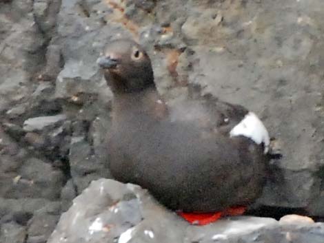 Pigeon Guillemot (Cepphus columba)