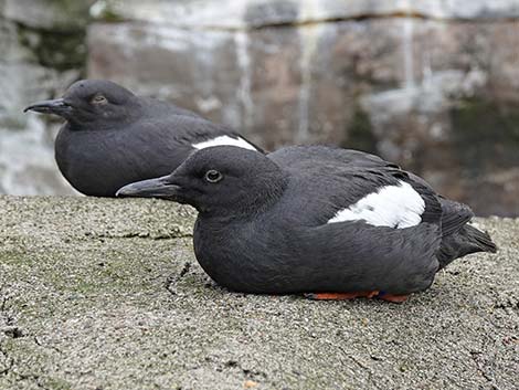 Pigeon Guillemot (Cepphus columba)