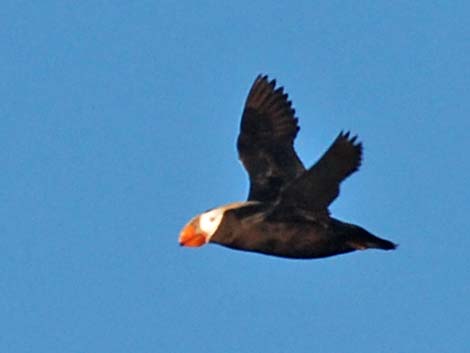 Tufted Puffin (Fratercula cirrhata)