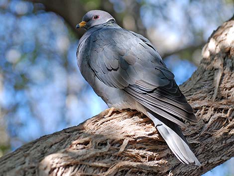 Band-tailed pigeon on nest in Arroyo Willow tree | Reservoir… | Flickr