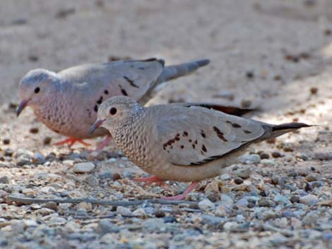 Common Ground-Dove (Columbina passerina)