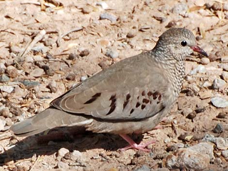 Common Ground-Dove (Columbina passerina)