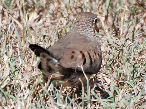 Common Ground-Dove (Columbina passerina)