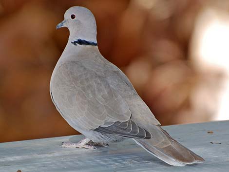 Eurasian Collared-Dove (Streptopelia decaocto)