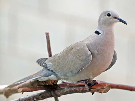 Eurasian Collared-Dove (Streptopelia decaocto)