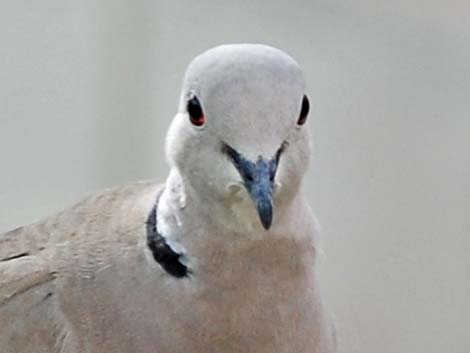 Eurasian Collared-Dove (Streptopelia decaocto)