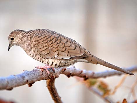 Inca Dove (Columbina inca)