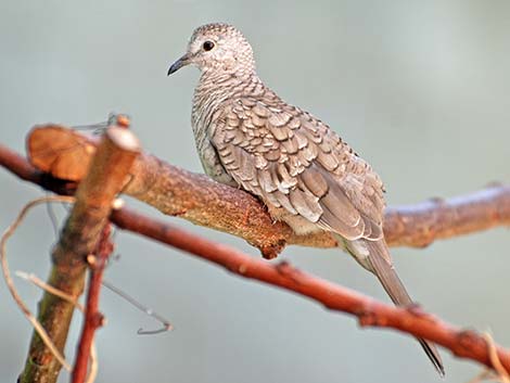 Inca Dove (Columbina inca)