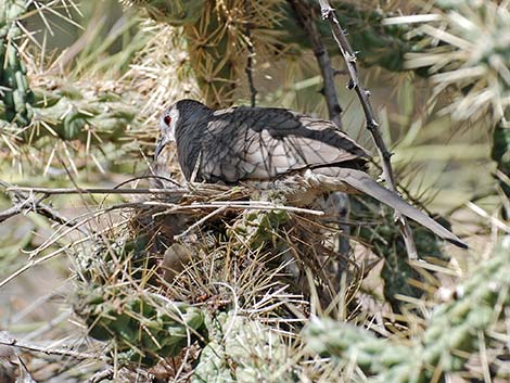 Inca Dove (Columbina inca)